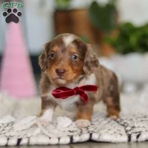 Jake, Dachshund Puppy